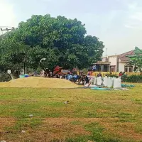 Petani Untung, Harga Padi Terus Melambung Rp7.200 per Kg di Subang