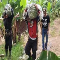 Desa Mekarwangi Hidupkan Kembali Kejayaan Pisang Ambon Lumut Hijau