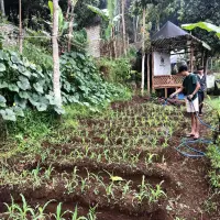 Petani Milenial Berharap  Pemerintah Tata ulang Kebijakan Pangan Nasional