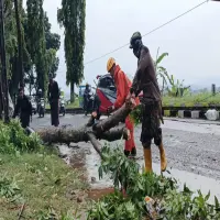 Hujan Deras Tumbangkan Pohon Besar di Jalan Raya Citalang-Warung Kadu