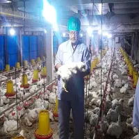Disnakeswan Subang Imbau Peternak Unggas Waspada Cuaca Ekstrem