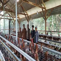 BUMDes Cibogo di Subang Kembangkan Usaha Ayam Petelur