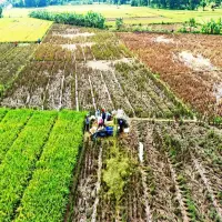 Dinas Pertanian Kabupaten Subang Awasi Alih Fungsi Lahan Pertanian