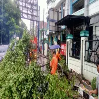 Pohon Tumbang Akibat Angin Kencang Tutup Jalan di Pusat Kota Subang