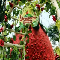 Harga Tiket Masuk Bukit Strawberry Lembang: Wisata Petik Strawberry dengan Pemandangan Memukau