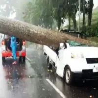 BPBD Subang Kaji Pohon Rentan Tumbang