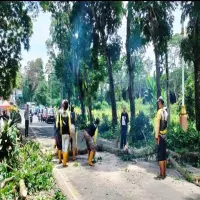 PUPR Jabar Pangkas Pohon Rawan Tumbang di Subang