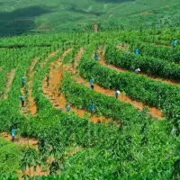 Perkuat Hilirisasi, PTPN I Regional 2 Segera Replanting 14.000 Hektare