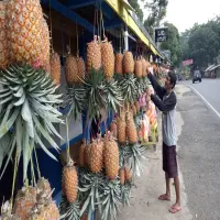 Heran Tapi Kenapa di Subang Banyak Nanas? Inilah Alasannya!