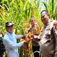 Dukung Ketahanan Pangan, Polsek Pusakanagara di Subang Panen Jagung