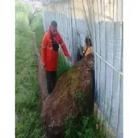 BPBD Bandung Barat Tak Bisa Pastikan Penyebab Longsor Batu Besar di Gunung Batu Lembang