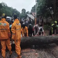 Pohon Tumbang Tutup Jalan Provinsi di Kalijati, Arus Lalu Lintas Sempat Lumpuh 40 Menit