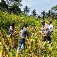 Panen Raya Jagung, Polsek Plered Dukung Ketahanan Pangan