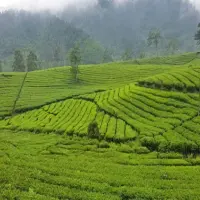 Rekomendasi Spot Foto Alam Terbaik di Subang: Saatnya Bikin Aesthetic Feed Instagram!