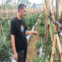 Desa Sagalaherang Kidul Genjot Pangan, Program Ketahanan Pangan di SUbang Serap 20 Pekerja