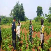 Koramil Kalijati Dorong Petani di Subang Tanam Palawija, Penguatan Ketahanan Pangan Nasional