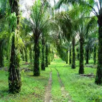 Mengikuti Arahan Dedi Mulyadi, Kebun Sawit di Cirebon Diganti Jadi Mangga