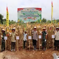 Dukung program Swasembada Pangan Nasional, Polres Subang Gelar Panen Raya Jagung