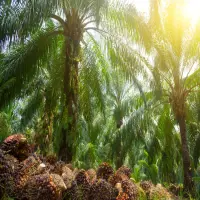 Ikuti Arahan Dedi Mulyadi, Pemkab Cianjur Melarang Pembukaan Lahan Sawit Baru