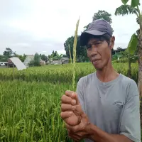 Produksi Padi di Purwakarta Terancam, Curah Hujan Tinggi Picu Serangan Hama