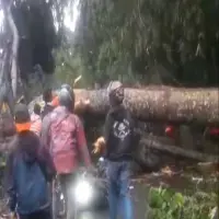 Pohon Tumbang Hantam Dua Motor di Subang, Satu Pengendara Alami Patah Kaki