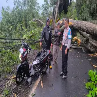 Hujan Deras Disertai Angin Kencang, Pohon Tumbang Timpa Pengendara di Jalur Jalancagak–Wanayasa