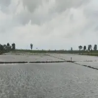 Petani di Subang Terancam Gagal Panen, Ratusan Hektar Sawah di Pantura Terendam