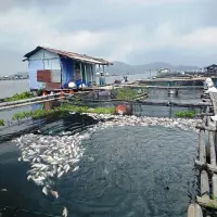 Terjadi Akibat Cuaca Buruk di Purwakarta, Fenomena Umbalan, Ribuan Ikan di KJA Jatiluhur Mati Massal