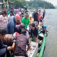 Ikan Mati Massal di KJA Jatiluhur Purwakarta Meluas, Warga Berebut karena Dijual Murah