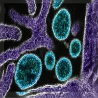 Apa Itu Virus Nipah yang Kembali Mewabah? Kenali Penularan, Gejala, dan Risikonya