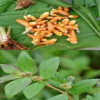 Asam Lambung Sering Kambuh? Daun Nanangkaan dan Kunyit Bisa Jadi Solusi Alami!