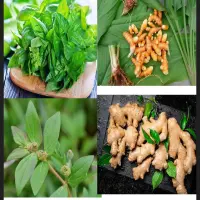 Sering Kambuh? Ini Tanaman Herbal untuk Asam Lambung dan Cara Mengolahnya
