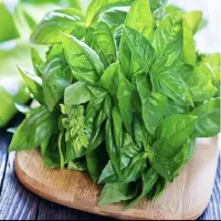 Mengapa Daun Kemangi Disebut Tanaman Herbal Serbaguna? Ini Manfaat dan Penjelasannya