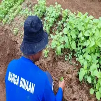Berkontribusi untuk MBG, Lapas Kelas IIB Purwakarta Berdayakan Warga Binaan Kelola Lahan Pertanian