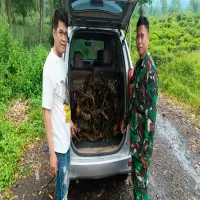 72 Pohon Teh Dirusak di Kasomalang Subang, Kerugian Capai Rp180 Juta