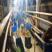Omset Capai Ratusan Juta, BUMDes Pesona Karya Mandiri Desa Gambarsari Kembangkan Sapi Limosin