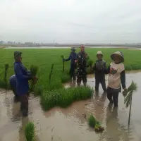 Babinsa Pusakanagara Dampingi Percepatan Tanam Padi
