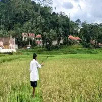 Diserang Hama Tikus, Petani di Subang Gagal Panen Tiga Musim Tanam Merugi