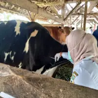 Dispernakan Bandung Barat Kembangkan Peternakan Sapi Perah di Gununghalu