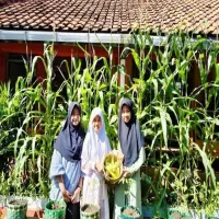 Siswa SDN 1 Mekargalih Purwakarta Isi Libur Lebaran dengan Panen Jagung