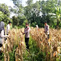 Dukung Ketahanan Pangan, Polsek Purwakarta Kota Panen 2 Ton Jagung Hibrida