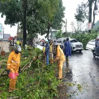 Angin Kencang Disertai Hujan Deras Sebabkan Pohon Tumbang di Lembang