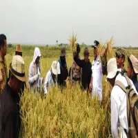 Babinsa Pusakanagara Dampingi Petani hingga Diserap Bulog