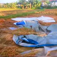 Padi Hasil Panen Petani di Kampung Babakan Cianjur, Raib Digondol Maling