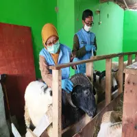 Dispernakan KBB Periksa Ribuan Hewan Kurban