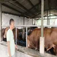 Harga Naik, Penjualan Sapi Kurban di Subang Turun