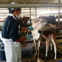 Jelang Idul Adha 2026, Disnakeswan Subang Pastikan Stok dan Kesehatan Hewan Kurban Aman