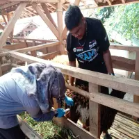 Diskanak Purwakarta: Target Vaksinasi PMK 7.500 Dosis