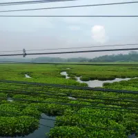Pemkab Didesak Atasi Krisis Eceng Gondok di Waduk Saguling