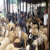 Jelang Idul Adha, Penjualan Hewan Kurban di Pasar Ternak Padalarang Mulai Meningkat